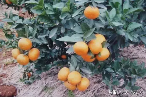 柑橘栽培技术视频_柑橘种植视频_柑桔种植技术视频