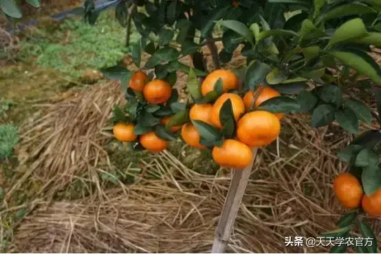 柑橘栽培技术视频_柑桔种植技术视频_柑橘种植视频