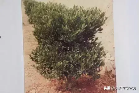 柑橘种植视频_柑橘栽培技术视频_柑桔种植技术视频