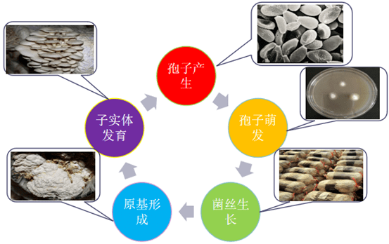 春季种植技术平菇有哪些_平菇春季种植技术_平菇春季种什么品种