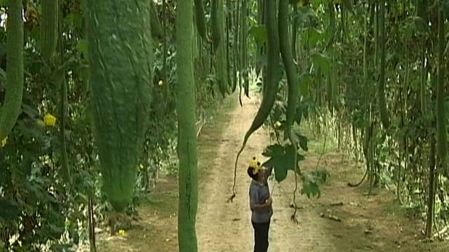 河南丝瓜种植基地_致富丝瓜河南种植视频_河南致富经种丝瓜