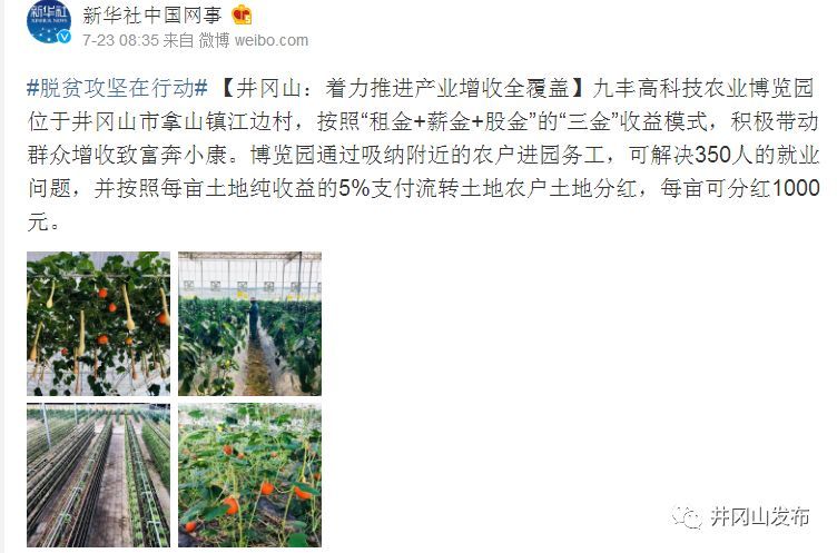 广东种植的蔬菜_广东种植什么致富_广东特产蔬菜种植致富经