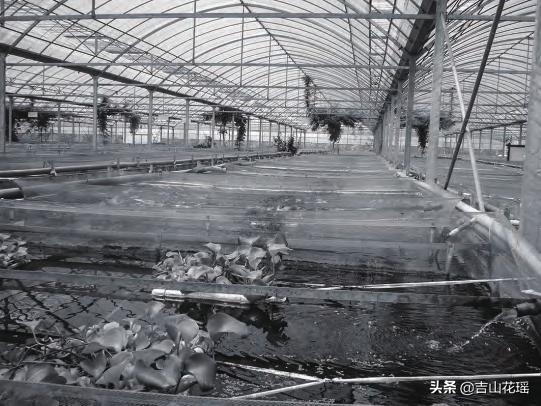 黄鳝高密度养殖视频_黄鳝高密度养殖技术_养殖黄鳝高密度技术方法