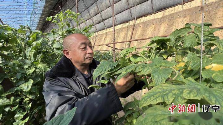 广东特产蔬菜种植致富经_广东地区蔬菜种植安排表_广东种植什么蔬菜最值钱