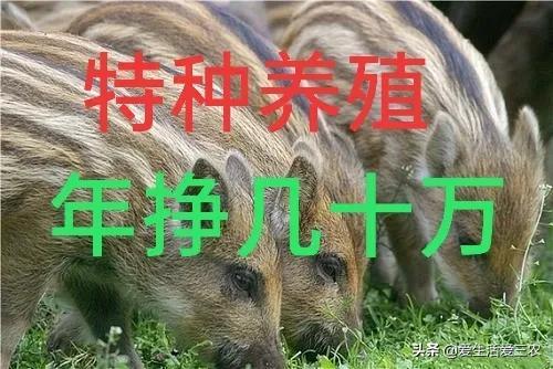 致富养殖业_致富肉类养殖项目介绍_肉类养殖致富项目