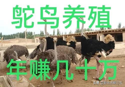 致富肉类养殖项目介绍_肉类养殖致富项目_致富养殖业