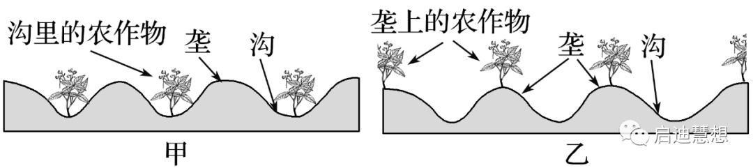 种植姜菜挖土技术视频_菜姜种植技术挖土_种植姜菜挖土技术要点