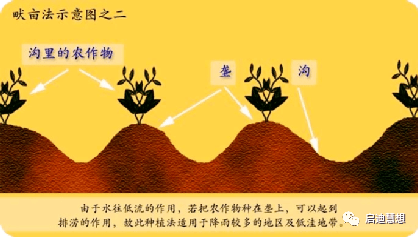 种植姜菜挖土技术要点_菜姜种植技术挖土_种植姜菜挖土技术视频