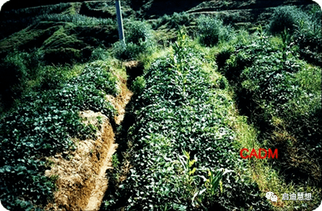 菜姜种植技术挖土_种植姜菜挖土技术视频_种植姜菜挖土技术要点