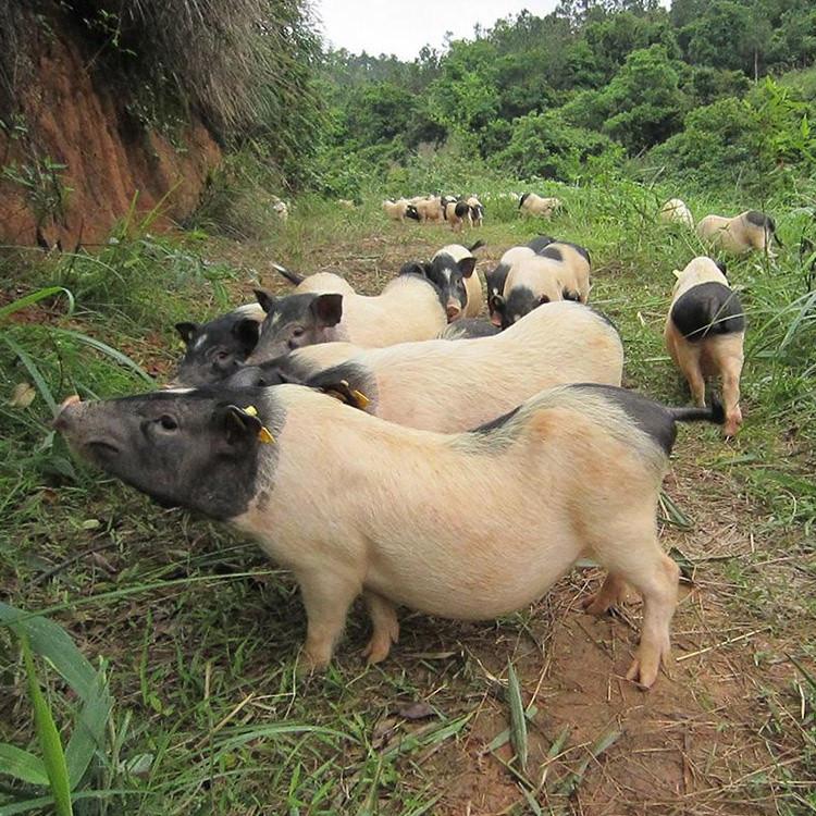 致富养殖好项目_致富养殖业_肉类养殖致富项目