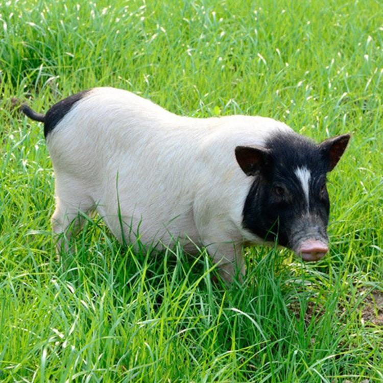 致富养殖业_致富养殖好项目_肉类养殖致富项目