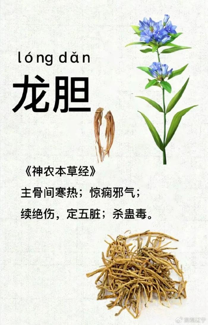 广东特产蔬菜种植致富经_广东种植什么致富_广东种植什么蔬菜最值钱