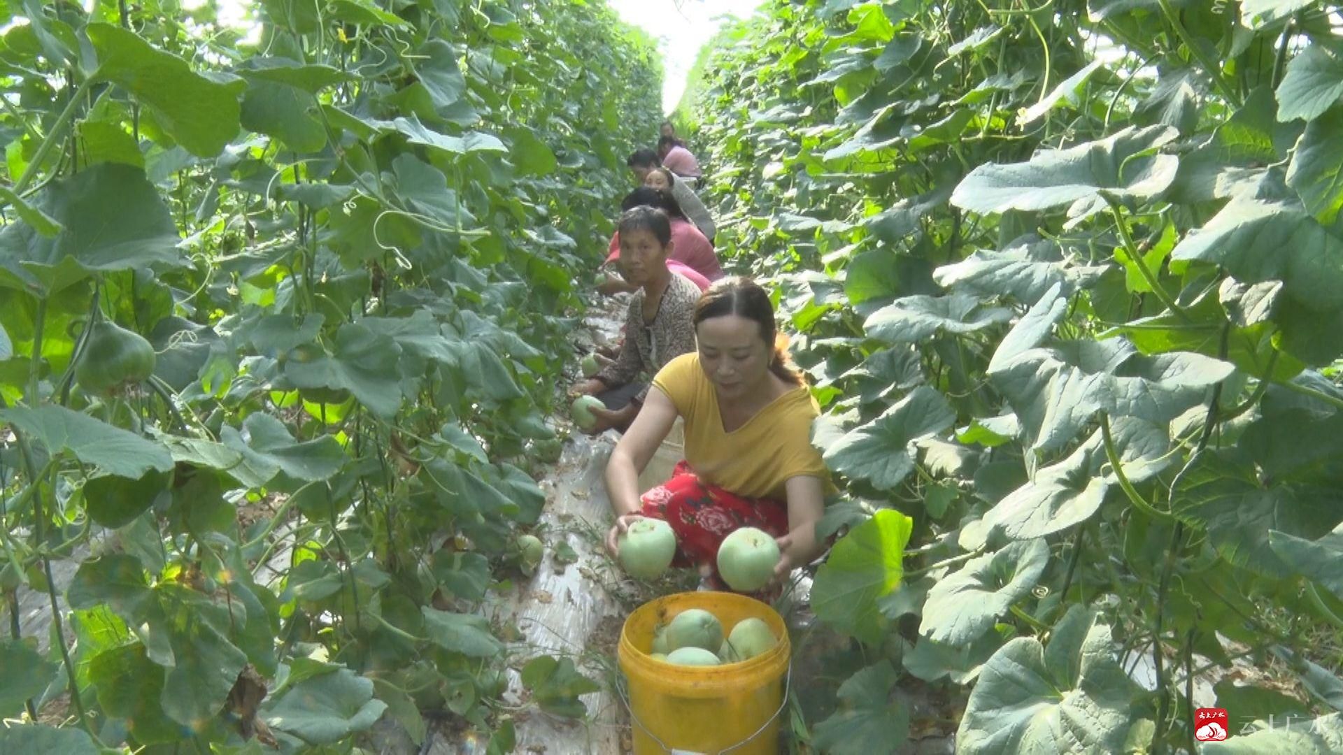 【越•广水】“冰翡翠”抢“鲜”上市  农民丰收尝甜头 “甜蜜事业”有奔头