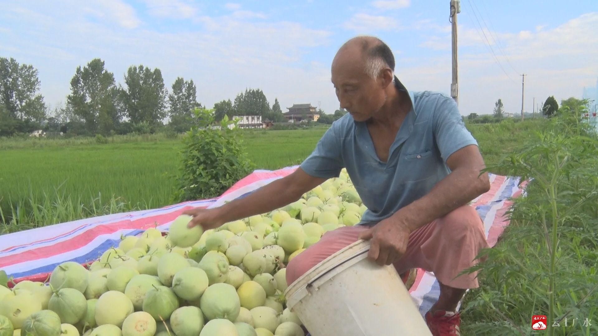 种植土图片甜瓜无技术怎么办_种植土图例_无土甜瓜种植技术图片