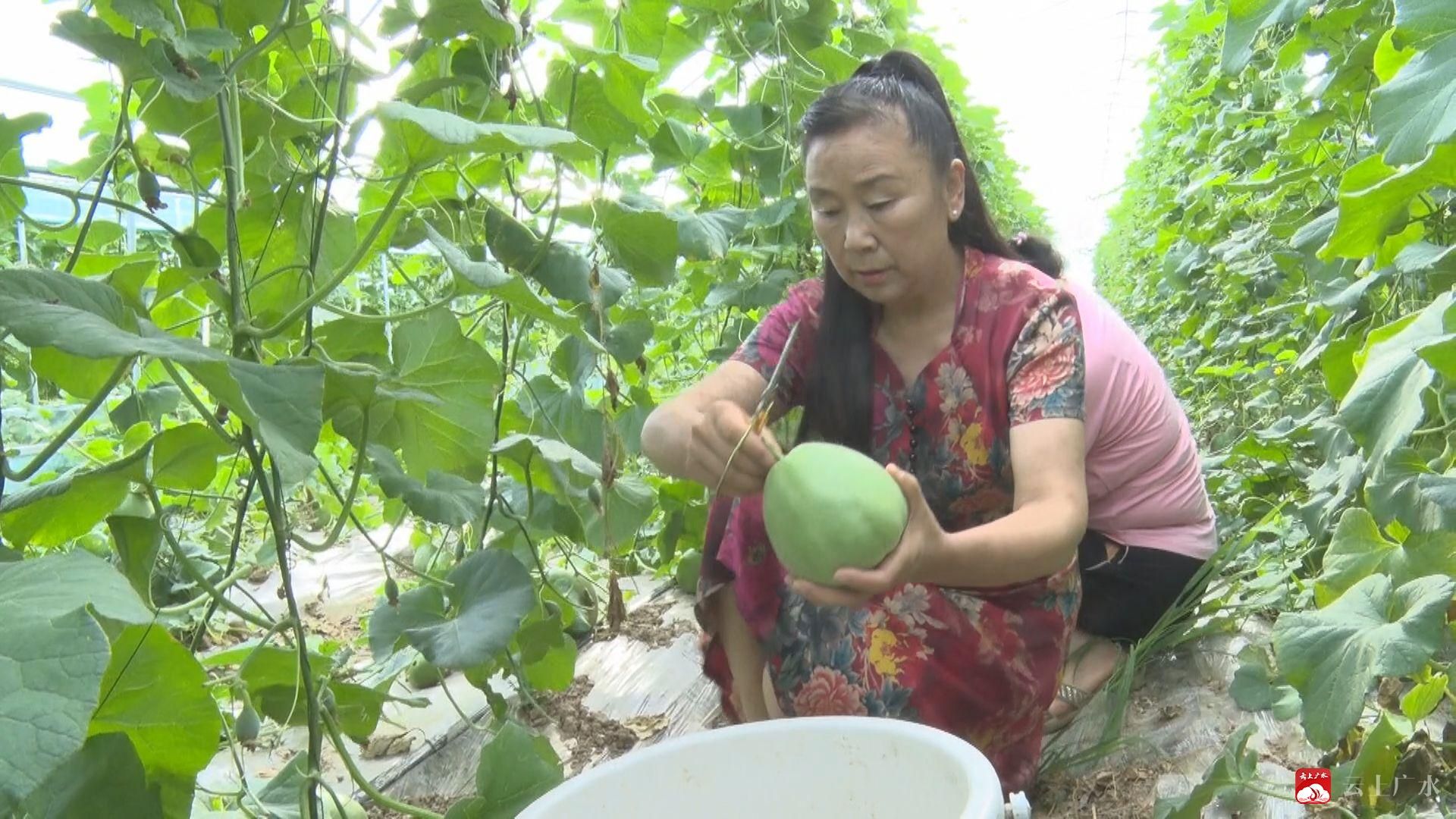 种植土图片甜瓜无技术怎么办_无土甜瓜种植技术图片_种植土图例