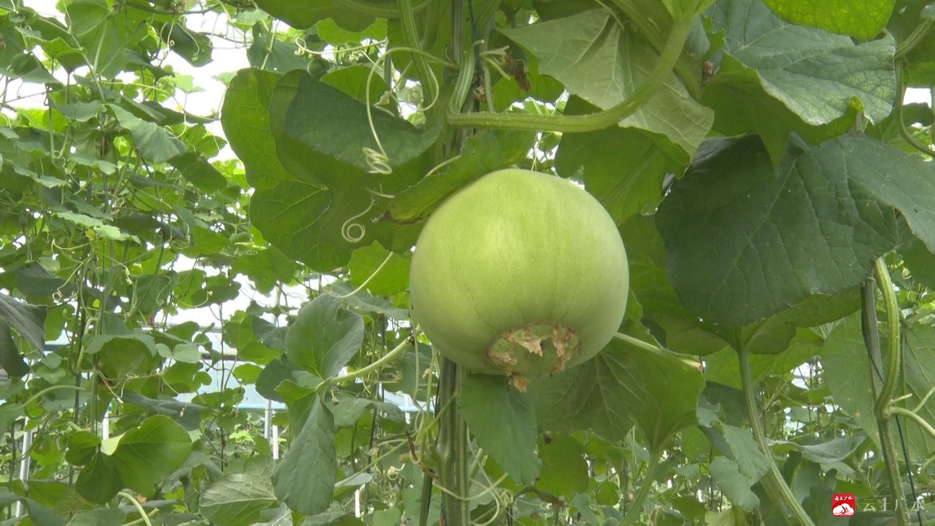 种植土图片甜瓜无技术怎么办_种植土图例_无土甜瓜种植技术图片