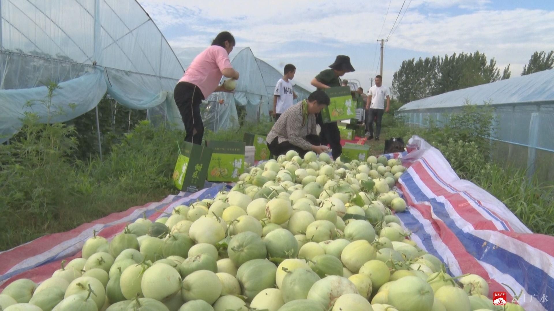 种植土图例_无土甜瓜种植技术图片_种植土图片甜瓜无技术怎么办