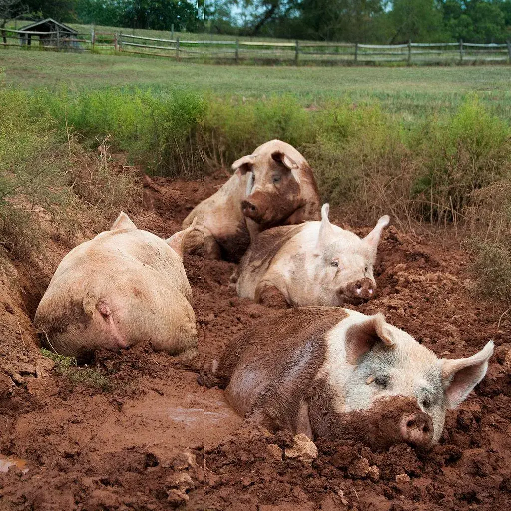 肉类养殖致富项目_致富肉类养殖项目简介_致富肉类养殖项目介绍