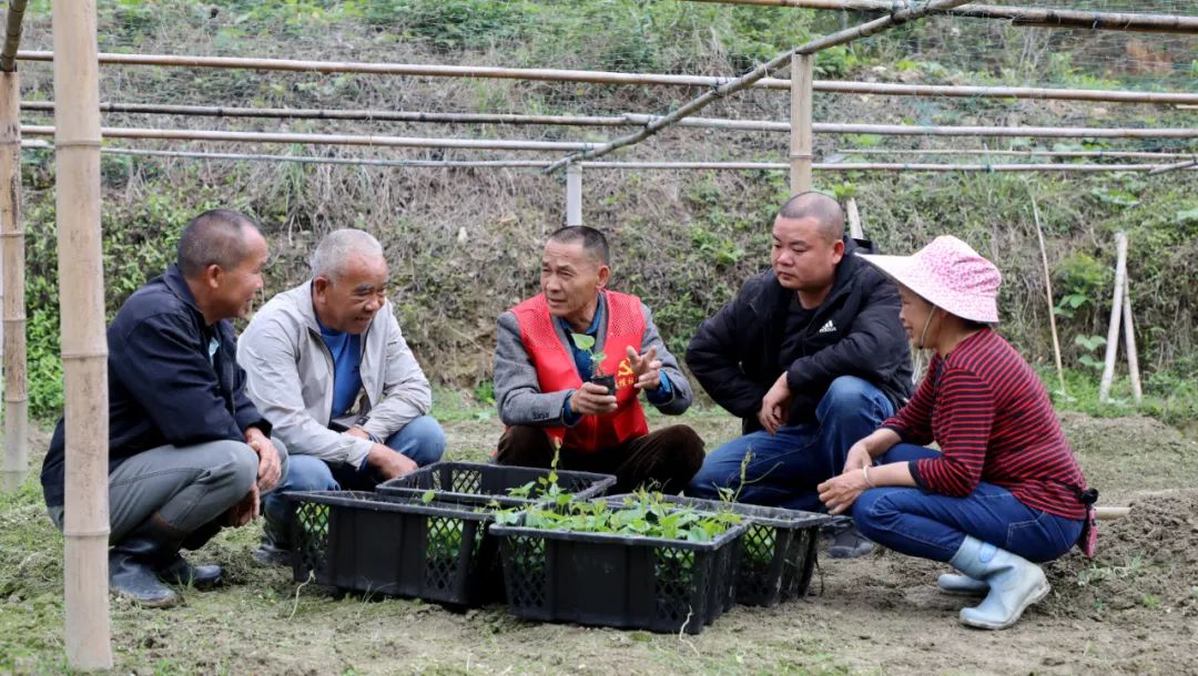 农村致富新项目种植_农村循环种植致富_致富经农村种植