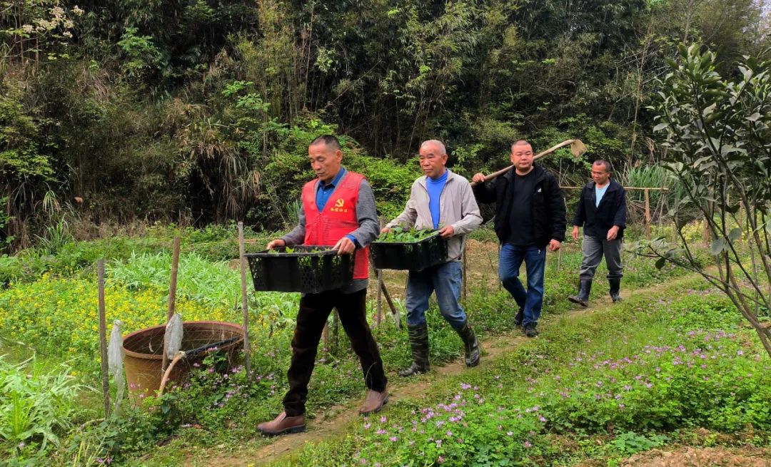 农村循环种植致富_农村致富新项目种植_致富经农村种植