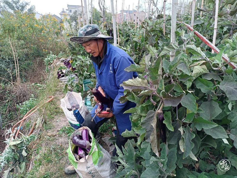 玉溪通海：高大树茄喜丰收