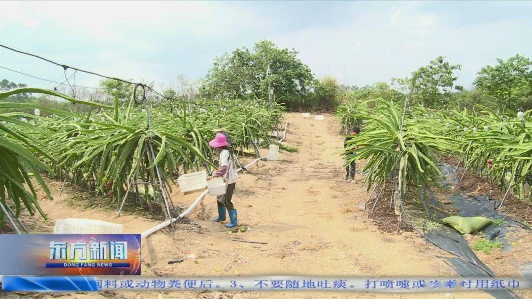 火龙果成致富果 乡村振兴更红火