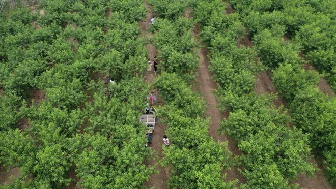 河北大名：发展特色种植业 拓宽农民致富路