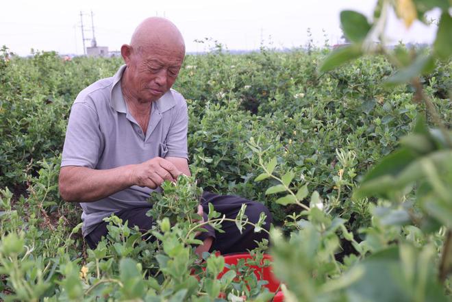 种植带动农民致富_高效益农村种植特色项目_特色种植业拓宽农村致富路