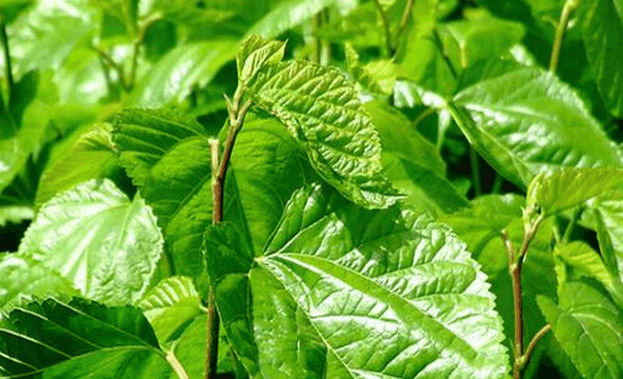 种植啥树致富_种植致富业_种树致富全部视频