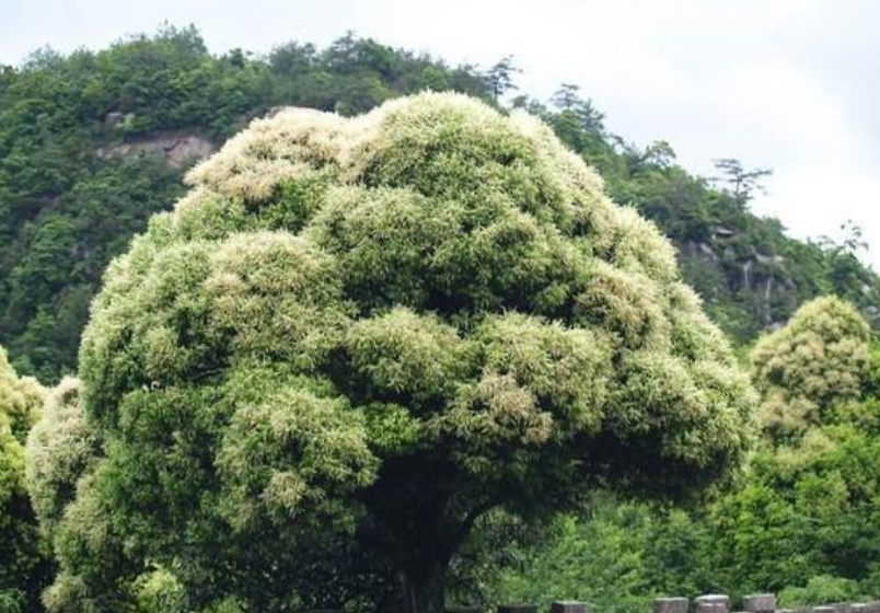 致富种植什么比较赚大钱_种植致富业_种植啥树致富