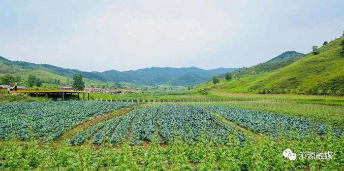 蒲公英种植技术农村致富经_山西蒲公英种植致富_蒲公英种植产量和利润