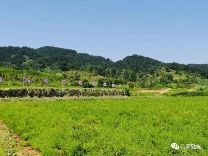 蒲公英种植技术农村致富经_山西蒲公英种植致富_蒲公英种植产量和利润