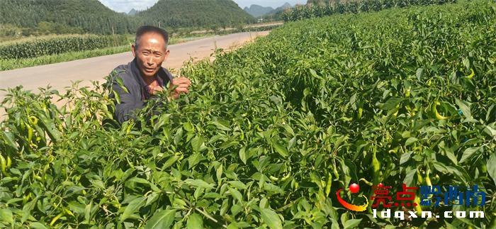 兴义退伍老兵杨正祥：坚持种植蔬菜 走上致富路