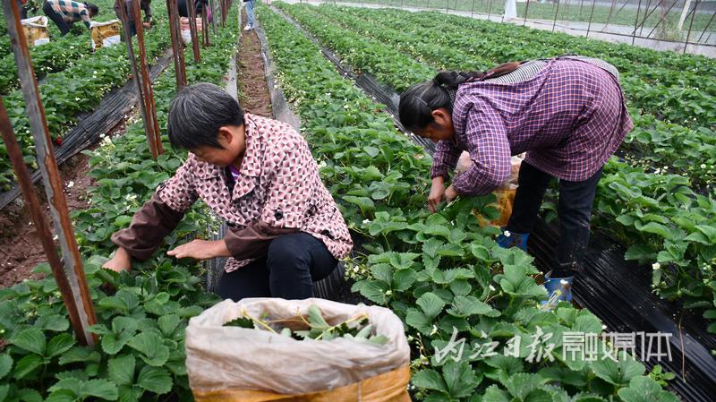 种火龙果赚钱吗_致富经火龙果种植_种火龙果能赚钱吗