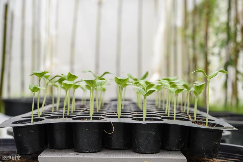 致富种植甜瓜技术视频_甜瓜种植技术与管理视频_致富经甜瓜种植技术