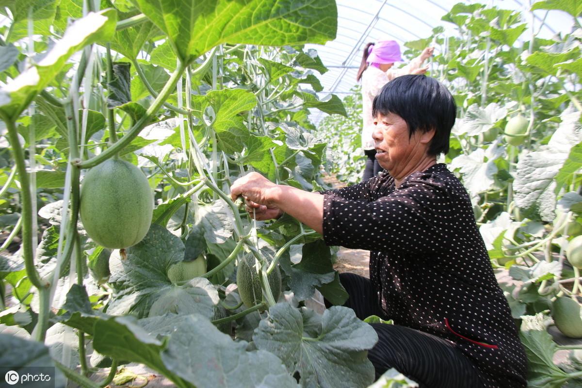 致富经甜瓜种植技术_致富种植甜瓜技术视频_甜瓜种植技术与管理视频