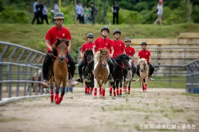 致富经养殖矮马_养殖矮马赚钱吗_致富养殖矮马图片