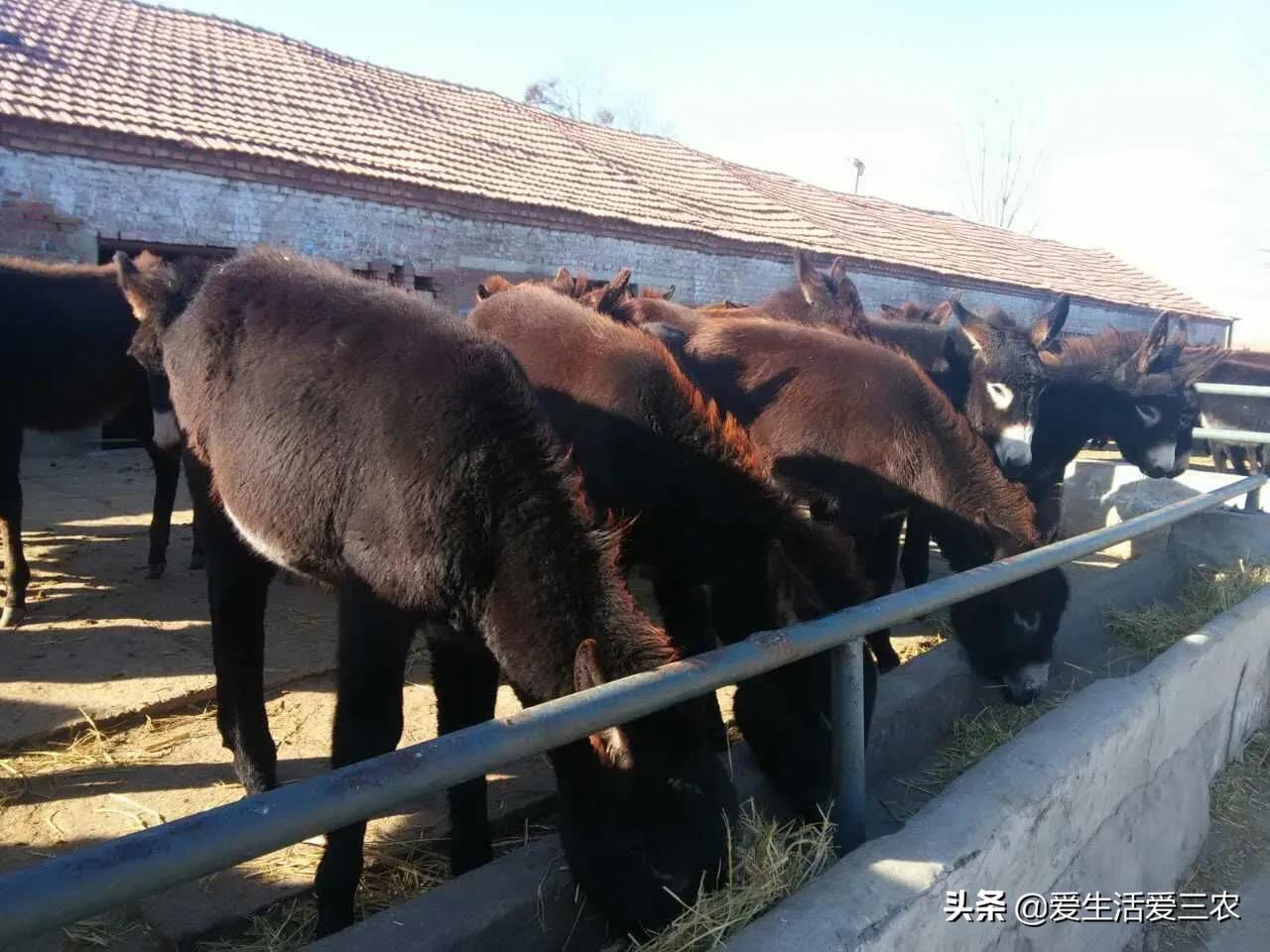 致富养殖业_致富肉类养殖项目介绍_肉类养殖致富项目