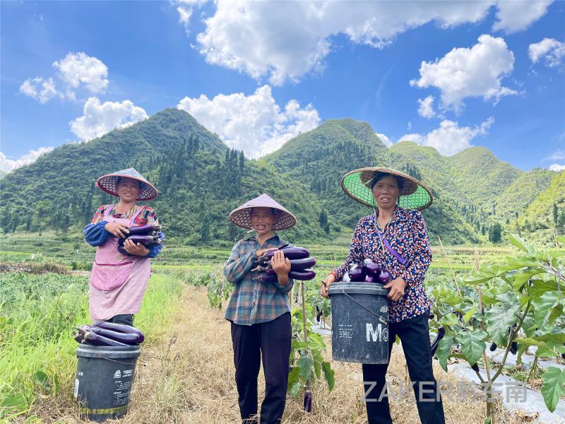 茄子种植技术视频请看农广天地_茄子种植致富视频_致富经茄子种植视频