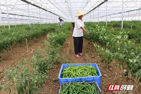 兄弟种植专业合作社_农村兄弟种植致富项目_种植致富农村项目大全