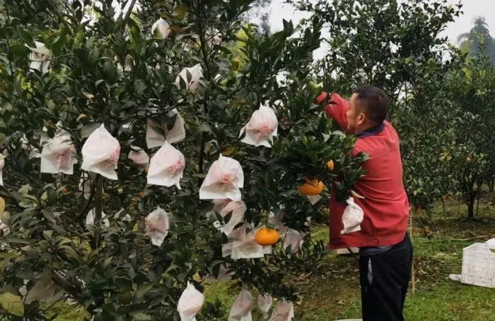 杷杷柑种植技术视频_椪柑种植技术视频_柑子种植方法视频