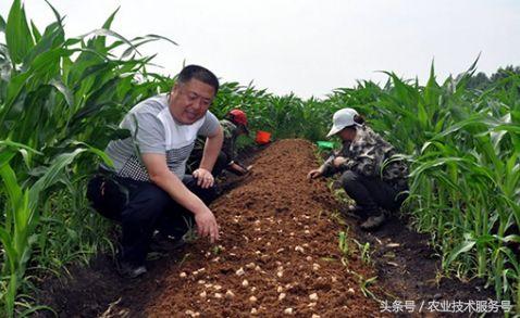 养殖致富门路_致富路上的特色养殖业_叶县林下养殖致富路