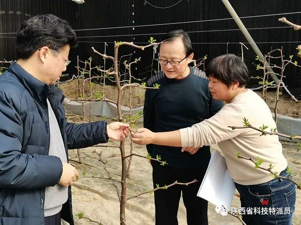 枣的栽培技术_油枣的种植技术视频_枣种子种植方法视频