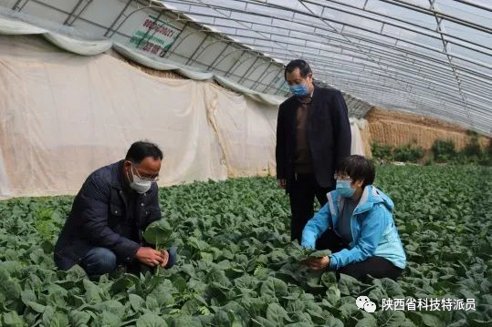 枣种子种植方法视频_枣的栽培技术_油枣的种植技术视频