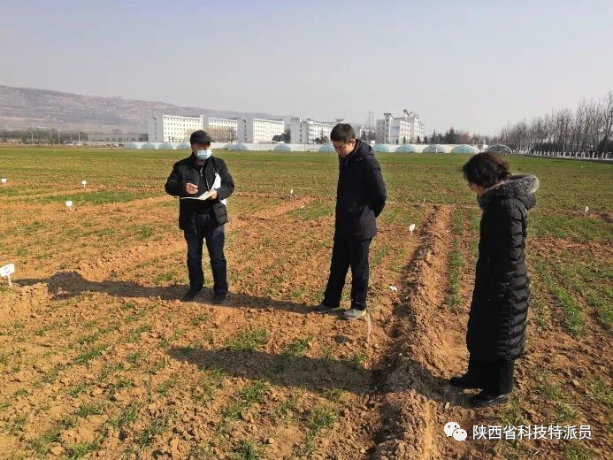 枣种子种植方法视频_枣的栽培技术_油枣的种植技术视频