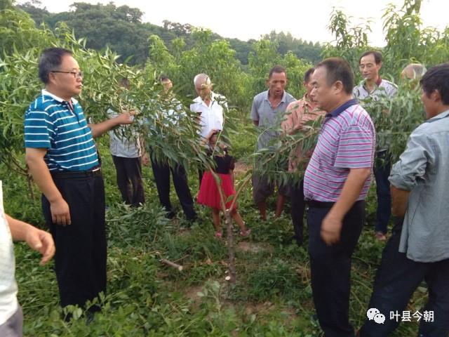 叶县林下养殖致富路_养殖致富门路_致富经林下养鸡