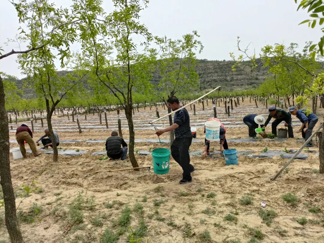 油枣的种植技术视频_枣油桃种植技术视频_枣的种植过程