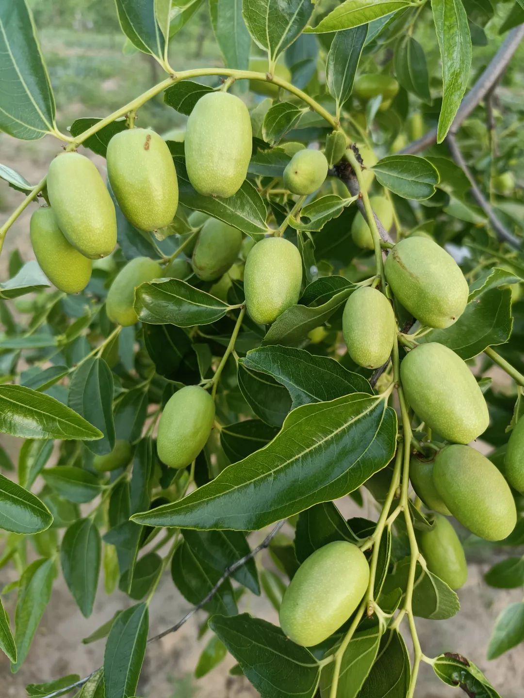 枣油桃种植技术视频_油枣的种植技术视频_枣的种植过程