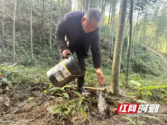 桃江县牛田镇：葱葱碧绿致富经