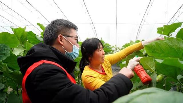 种植香葱赚钱吗_致富经种葱_香葱致富经